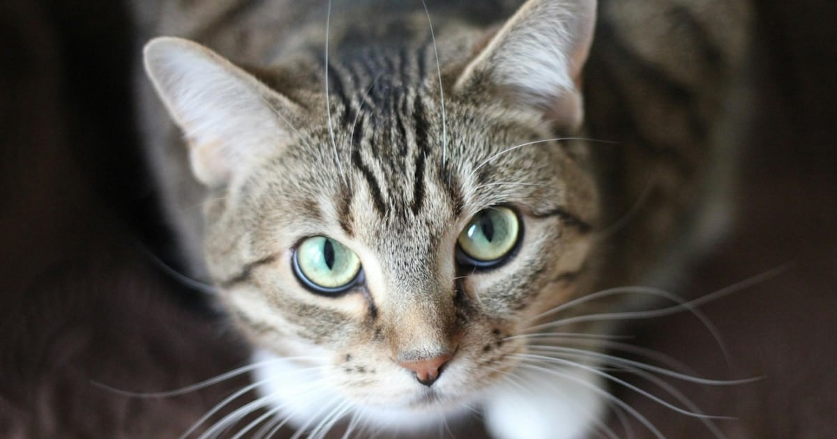 El gato de la casa y un parásito que no siempre avisa: lo que halló el mayor estudio hecho en América del Norte