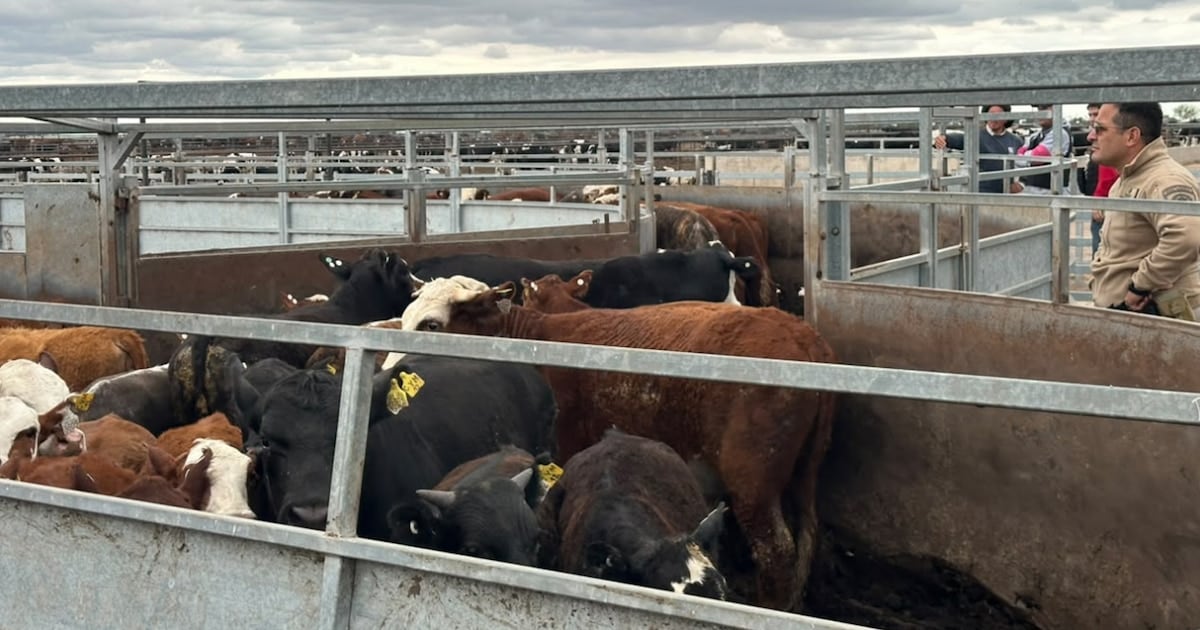 Una tropilla de 135 animales comprados con cheques sin fondo vuelve a manos de la Justicia en el norte de Córdoba