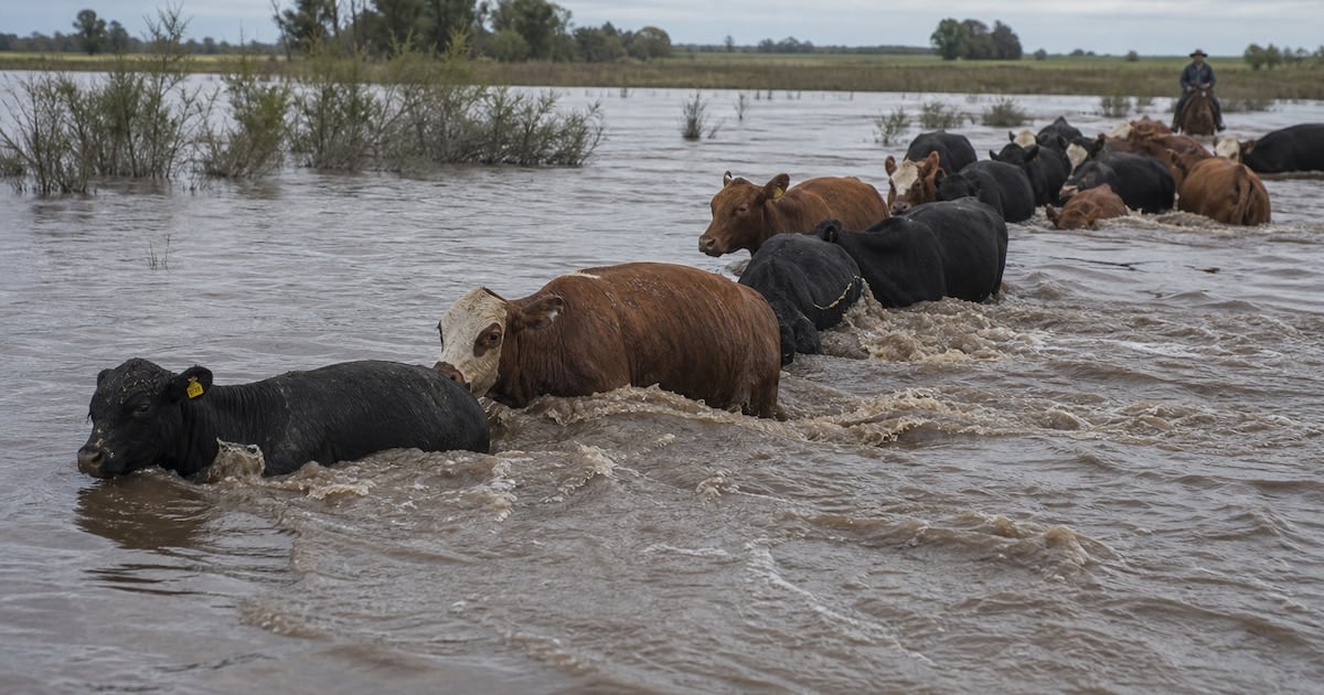 La crecida del Paraná golpea al ganado correntino y empieza a recalentar el precio de la carne en la Argentina