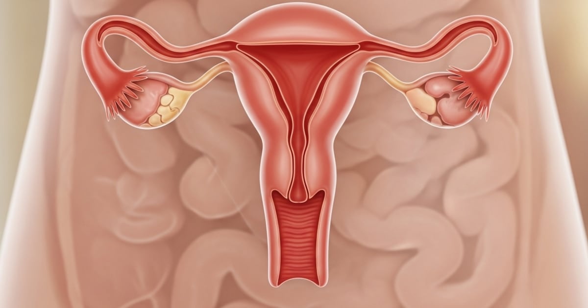 El ovario no se apaga: un nuevo estudio muestra que sigue trabajando décadas después de la menopausia