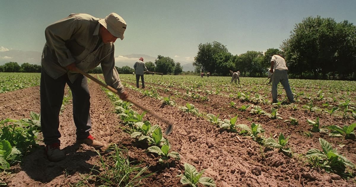 El Gobierno prorrogó por un año el piso de asignaciones para los trabajadores rurales temporarios