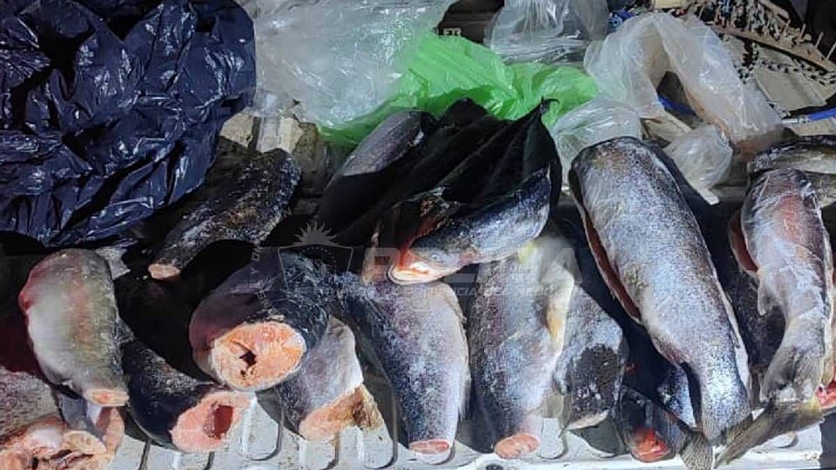 Pesca en la Patagonia neuquina: cómo es la ventana previa al 1 de noviembre y qué controles rigen sobre la Ruta 237